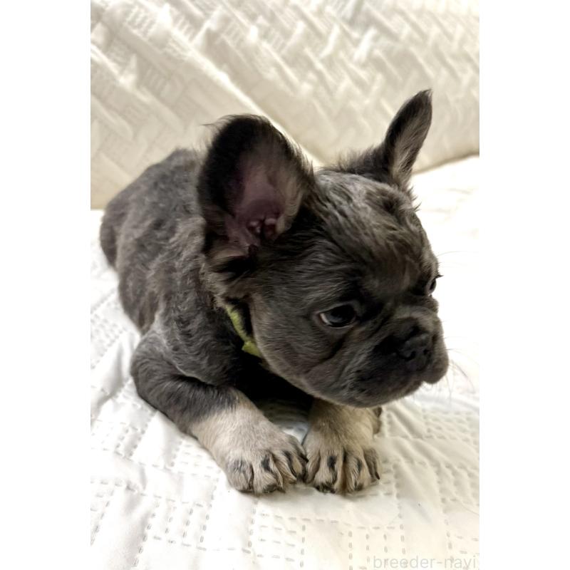 販売中の島根県のフレンチブルドッグ-451203の8枚目