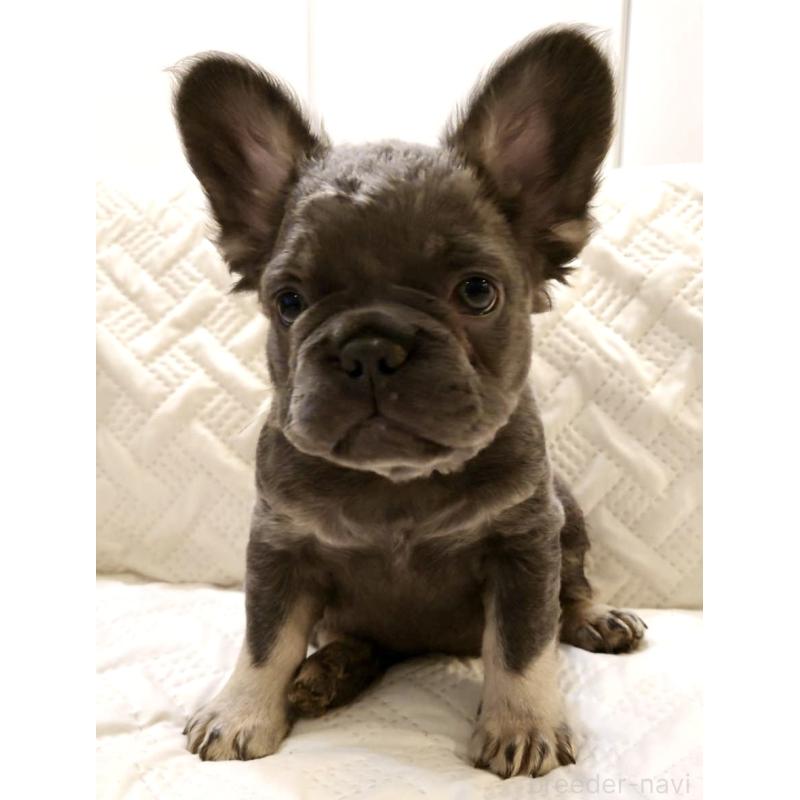 販売中の島根県のフレンチブルドッグ-451203の7枚目