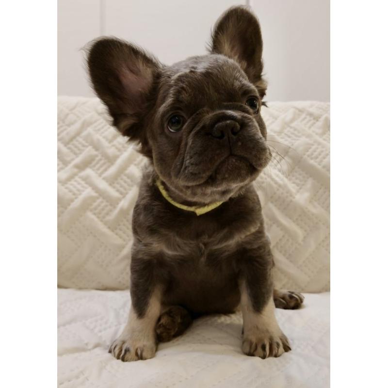 販売中の島根県のフレンチブルドッグ-451203の6枚目