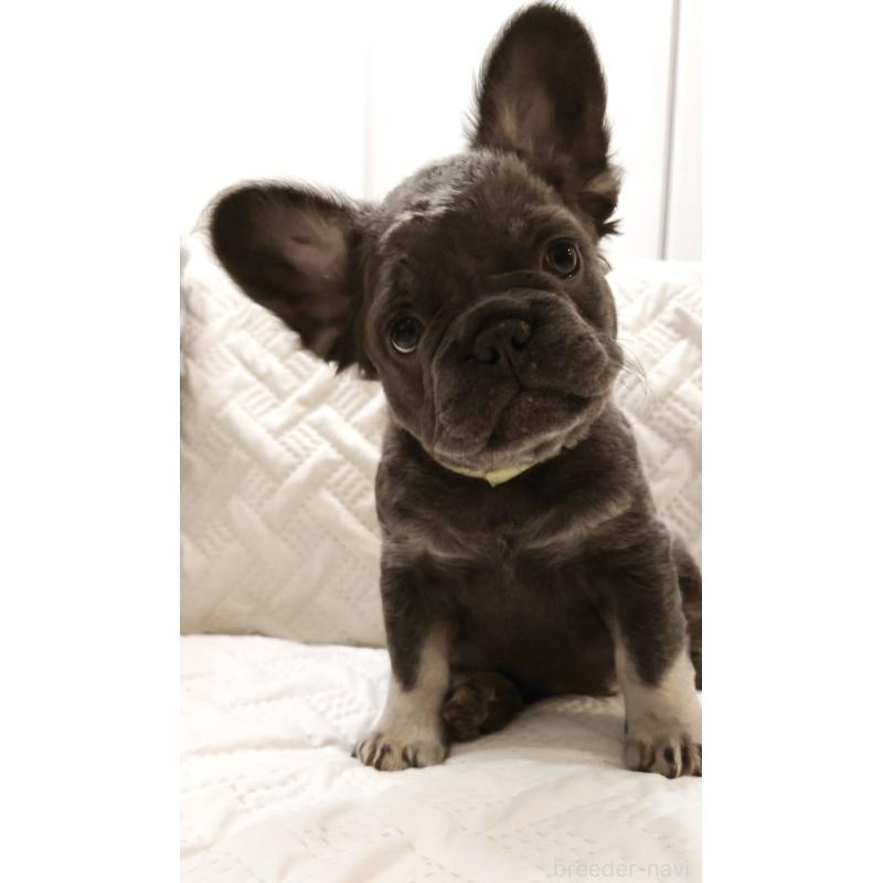 販売中の島根県のフレンチブルドッグ-451203の5枚目