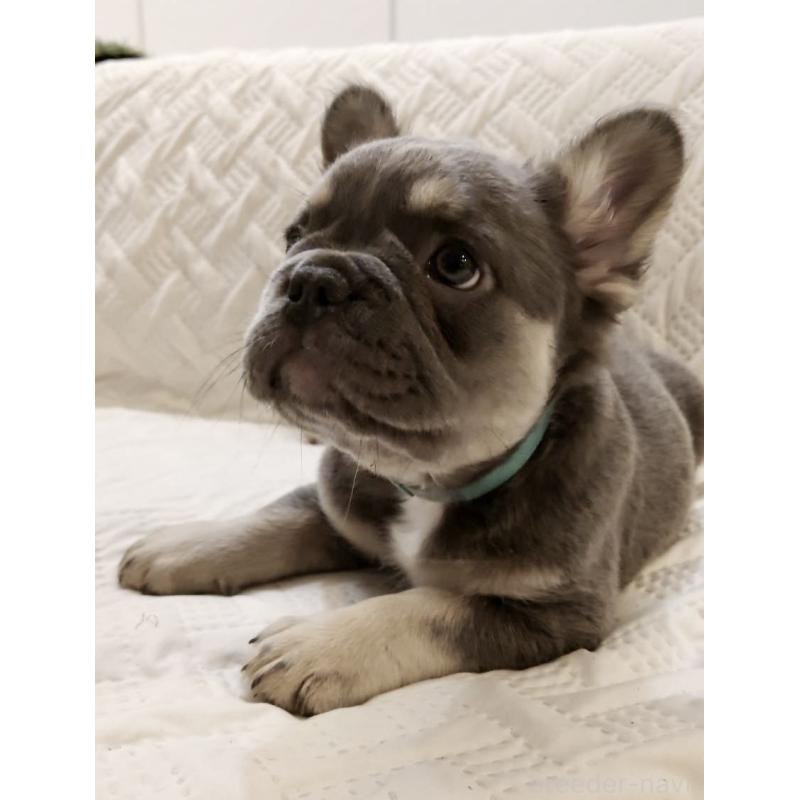 販売中の島根県のフレンチブルドッグ-451063