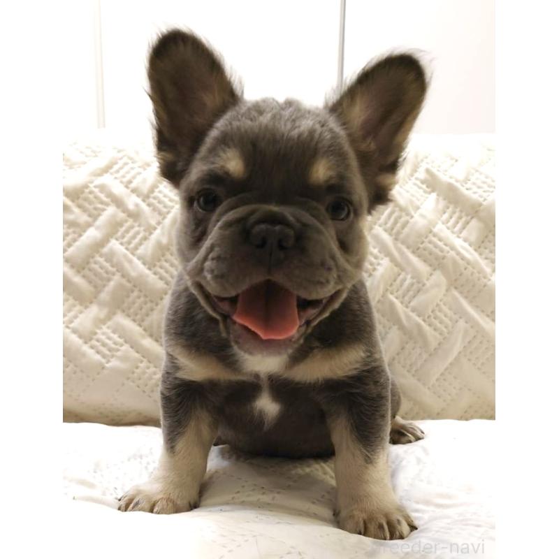 販売中の島根県のフレンチブルドッグ-451063の11枚目