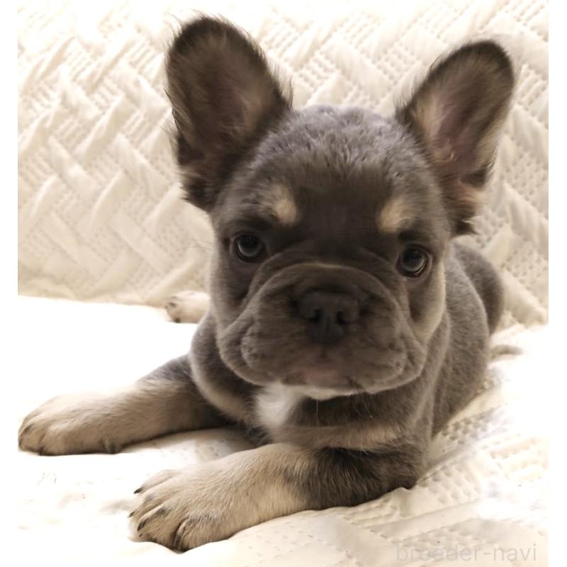 販売中の島根県のフレンチブルドッグ-451063の10枚目