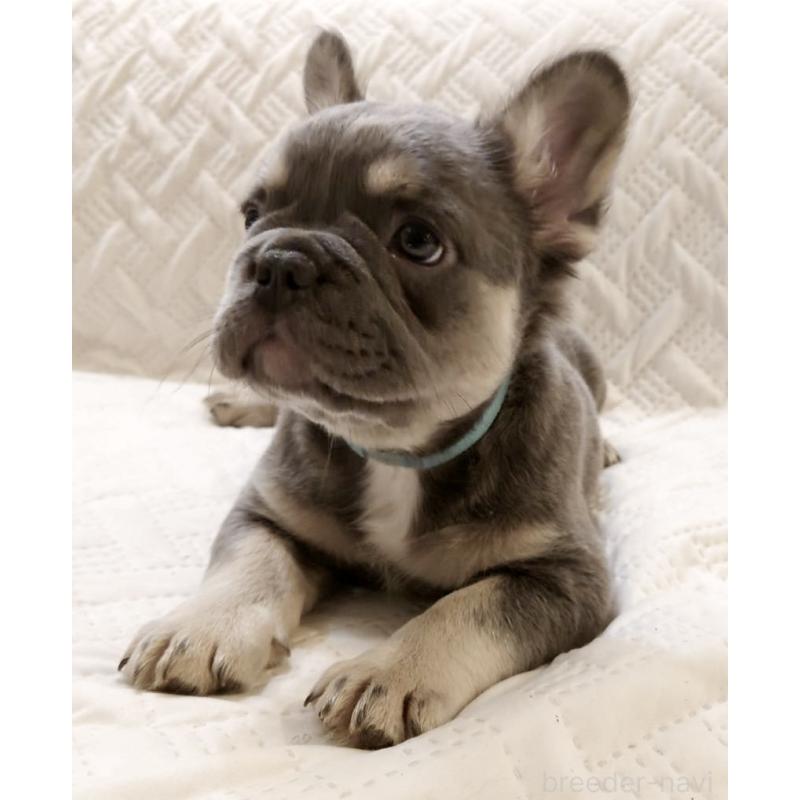 販売中の島根県のフレンチブルドッグ-451063の9枚目
