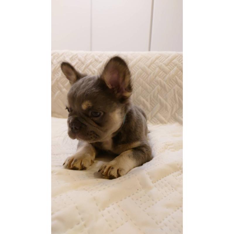 販売中の島根県のフレンチブルドッグ-451063の8枚目