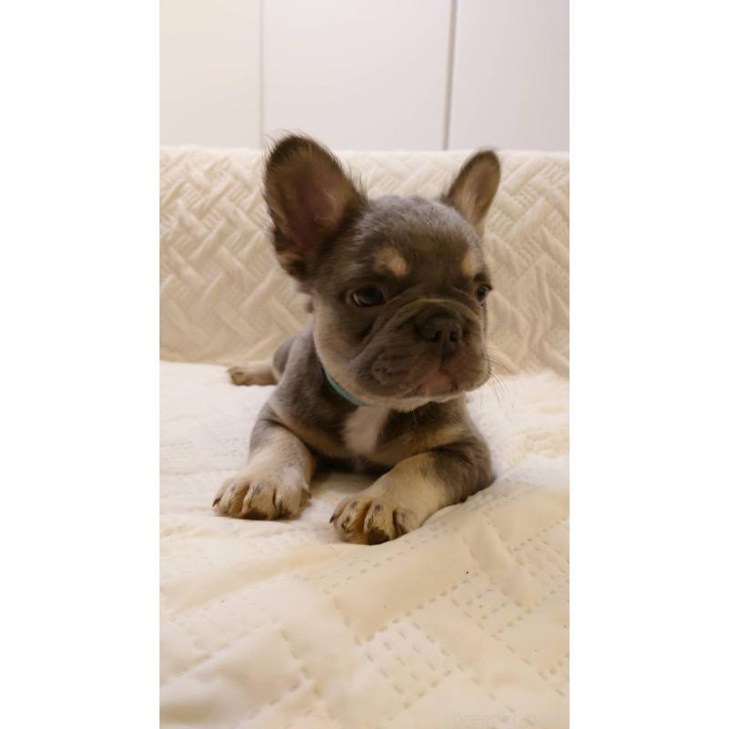 販売中の島根県のフレンチブルドッグ-451063の7枚目