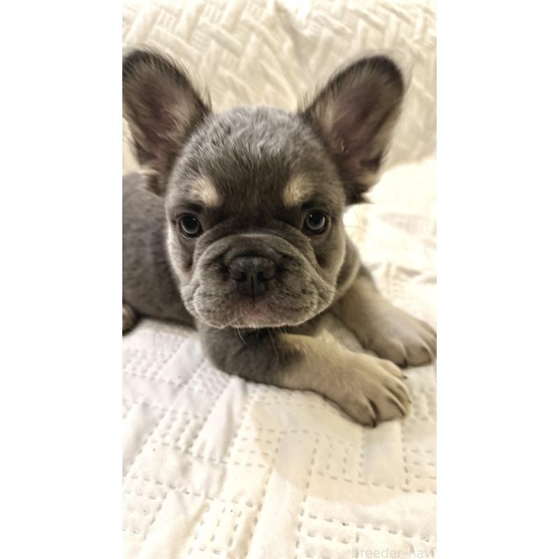販売中の島根県のフレンチブルドッグ-451063の6枚目