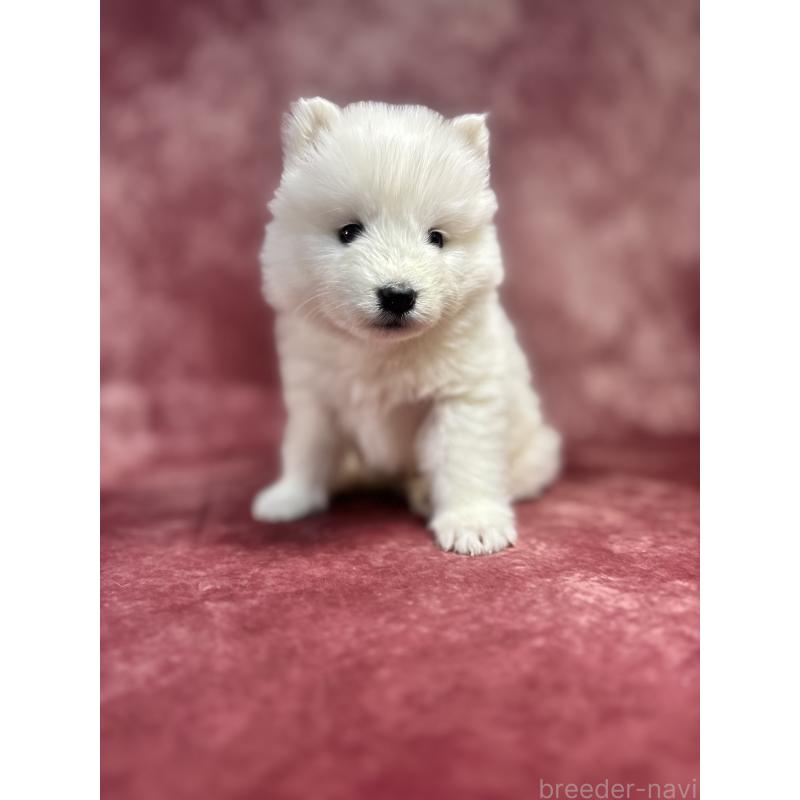 販売中の埼玉県のサモエド-452166の10枚目