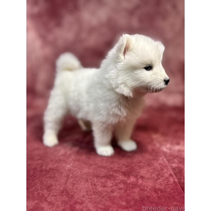 販売中の埼玉県のサモエド-452166の9枚目