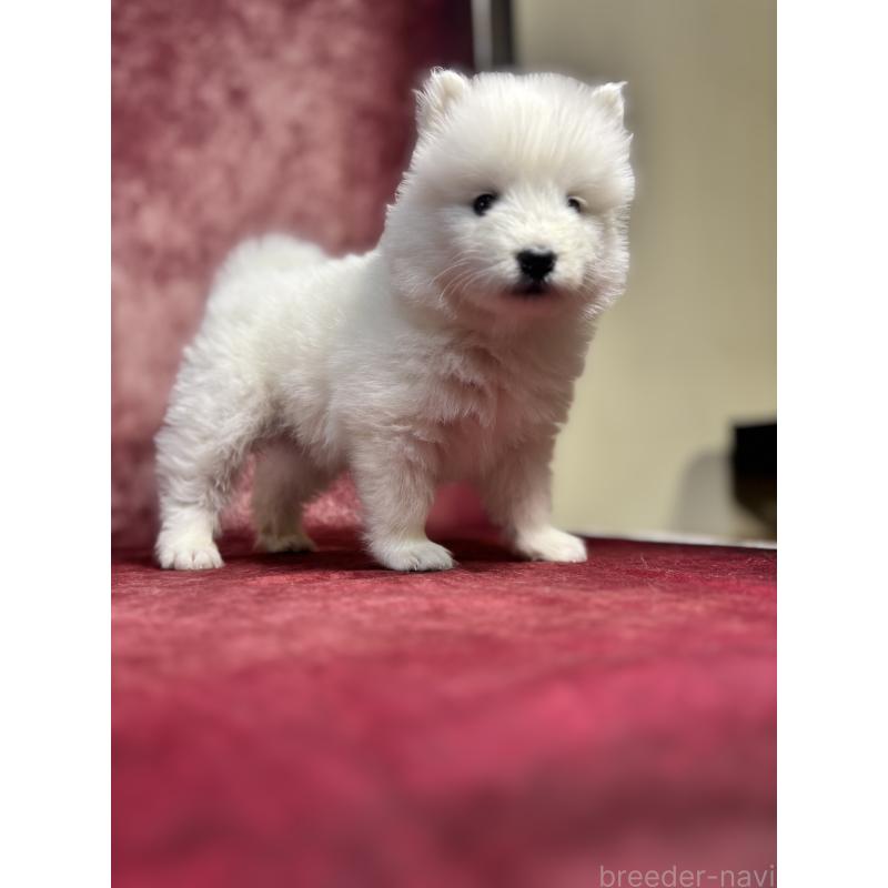 販売中の埼玉県のサモエド-452166の6枚目