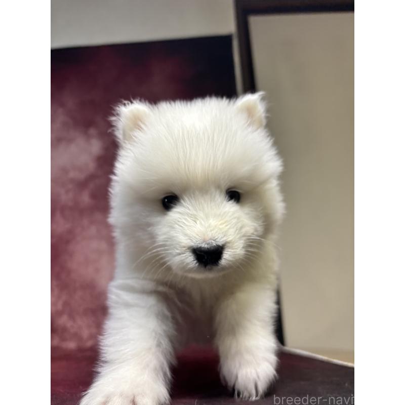 販売中の埼玉県のサモエド-452166の5枚目