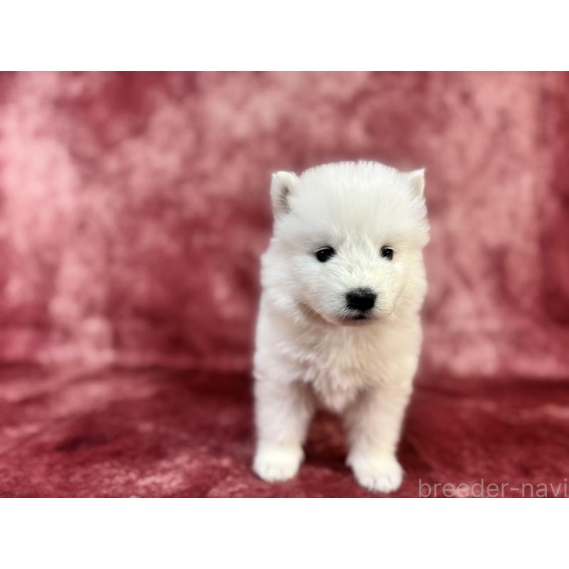 販売中の埼玉県のサモエド-452166の4枚目