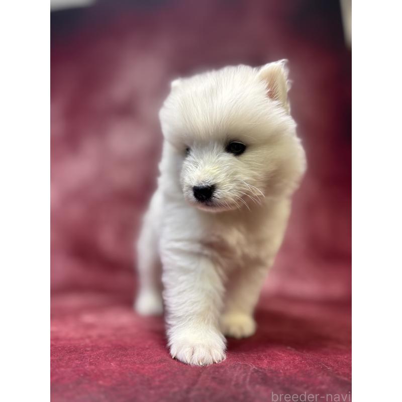 販売中の埼玉県のサモエド-452166の3枚目