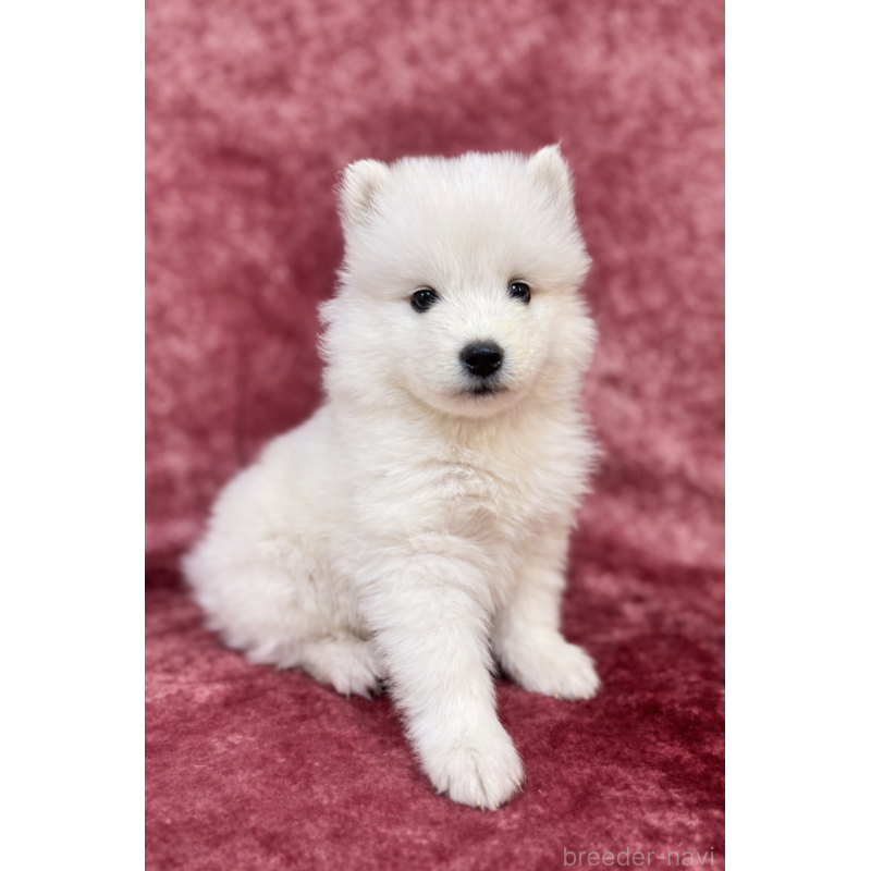 販売中の埼玉県のサモエド-452166の2枚目