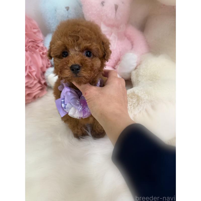 販売中の香川県のタイニープードル-444945の8枚目