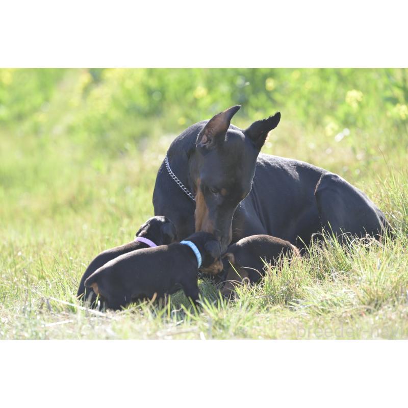 犬舎紹介の千葉県の犬舎紹介-3008の2枚目