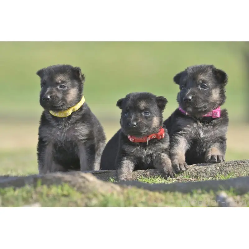 販売中の千葉県のジャーマンシェパードドッグ-452018の2枚目