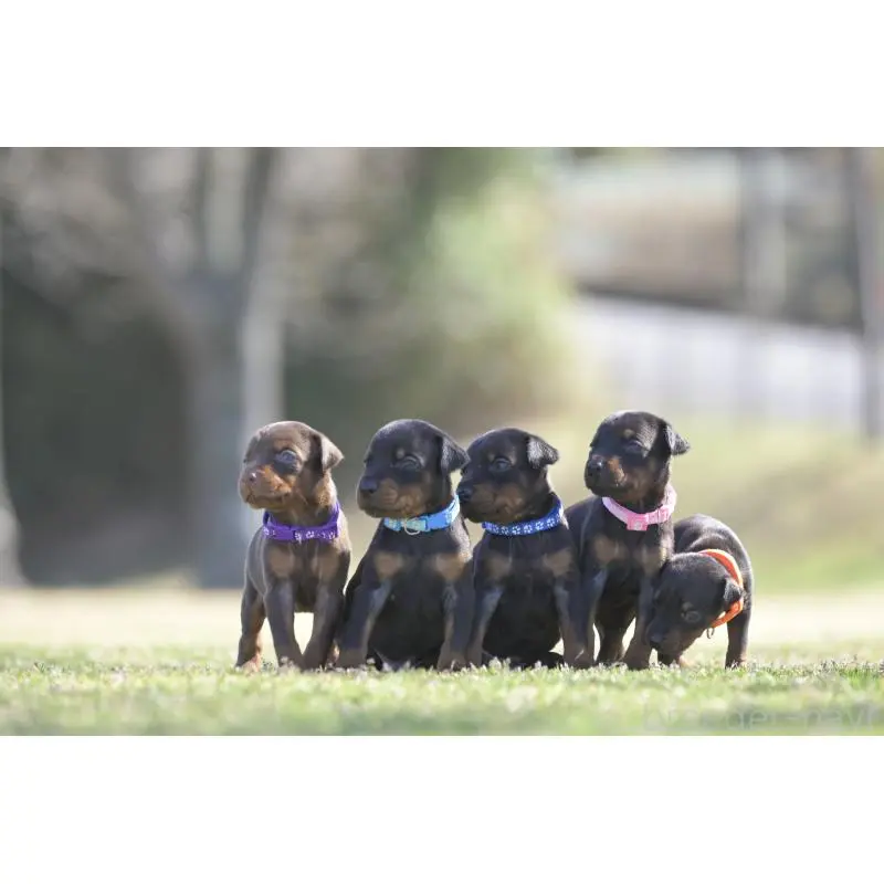 販売中の千葉県のドーベルマン-452019の2枚目