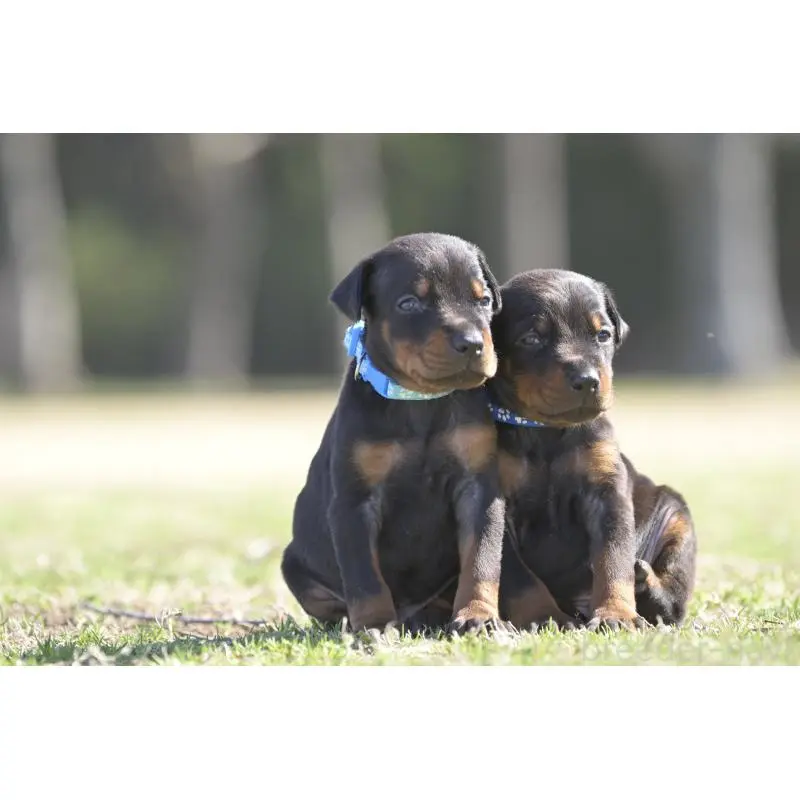 販売中の千葉県のドーベルマン-452020の3枚目