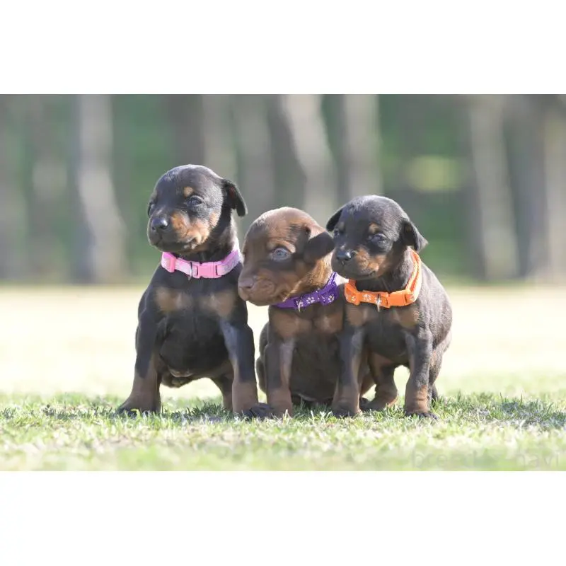 販売中の千葉県のドーベルマン-452021の2枚目