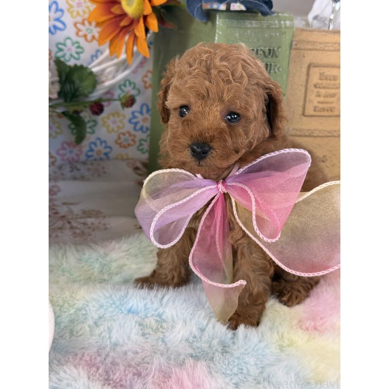 販売中の宮崎県のタイニープードル-452023の8枚目