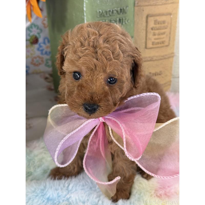 販売中の宮崎県のタイニープードル-452023の6枚目