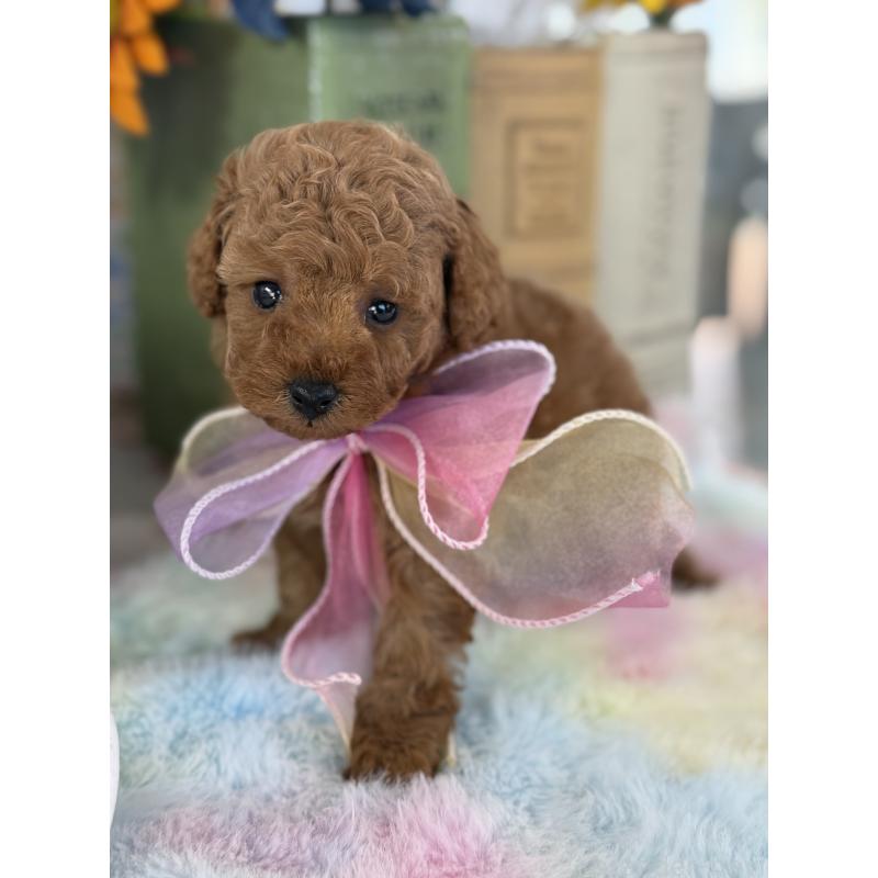 販売中の宮崎県のタイニープードル-452023の5枚目