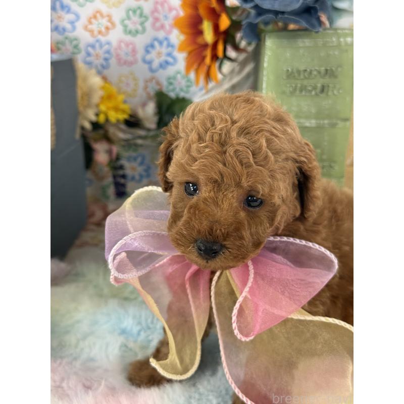 販売中の宮崎県のタイニープードル-452023の4枚目