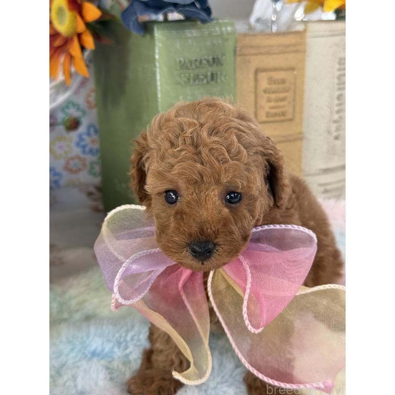 販売中の宮崎県のタイニープードル-452023の3枚目