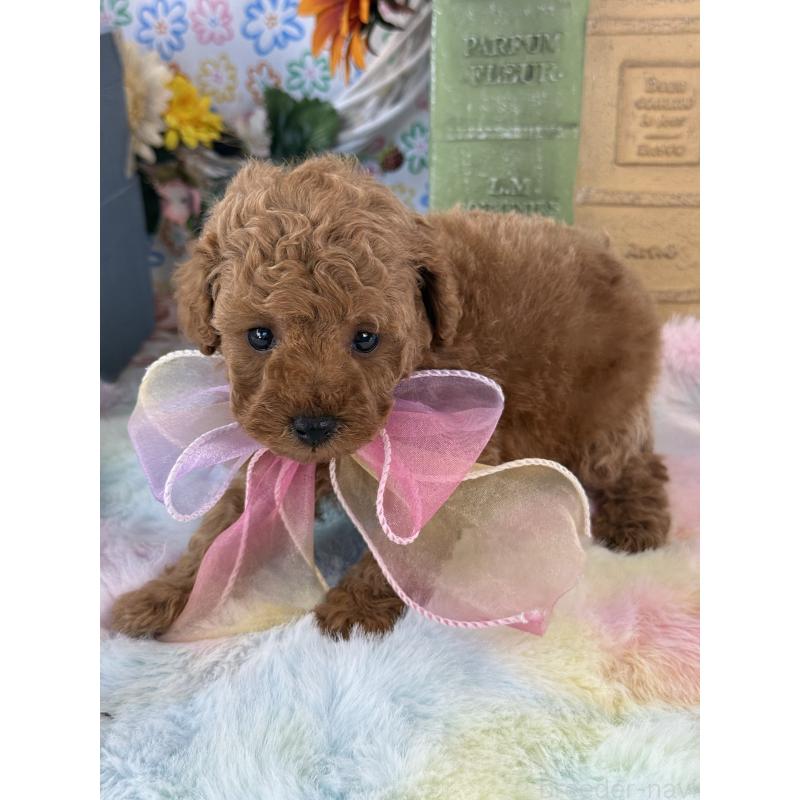 販売中の宮崎県のタイニープードル-452023の2枚目