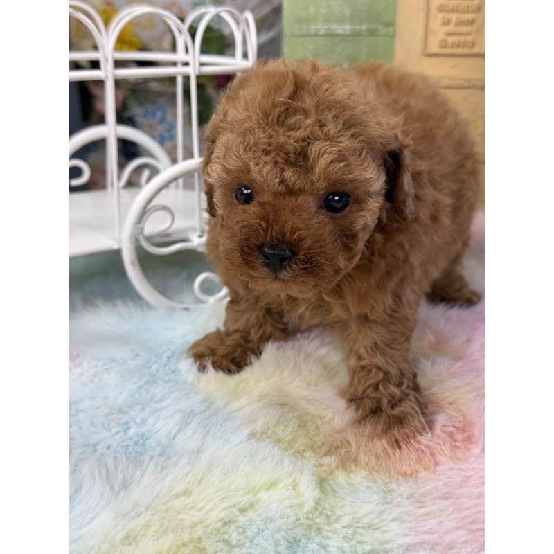 販売中の宮崎県のティーカッププードル-452024の5枚目