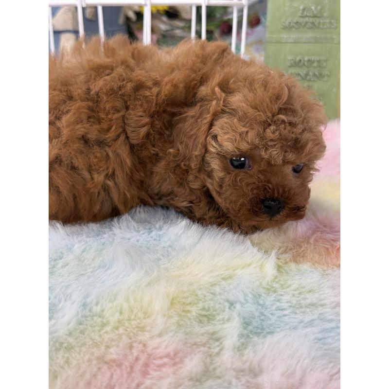 販売中の宮崎県のティーカッププードル-452024の3枚目