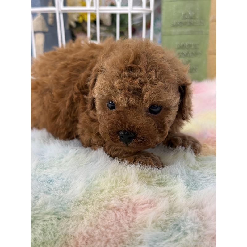 販売中の宮崎県のティーカッププードル-452024の2枚目