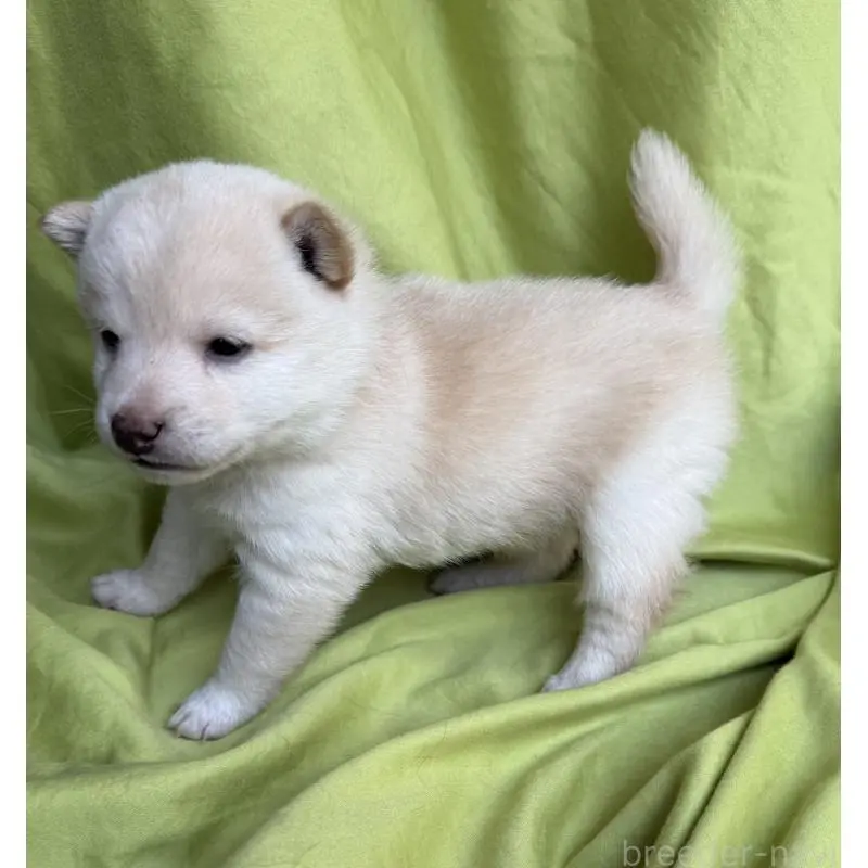 販売中の鹿児島県の豆柴-452026の5枚目