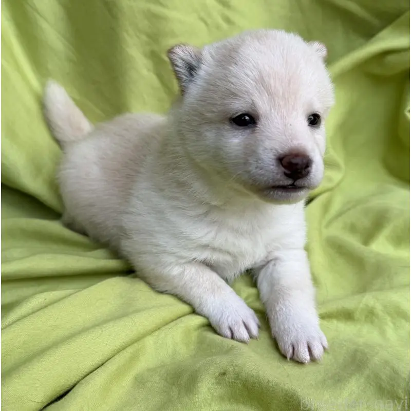 販売中の鹿児島県の豆柴-452026の4枚目