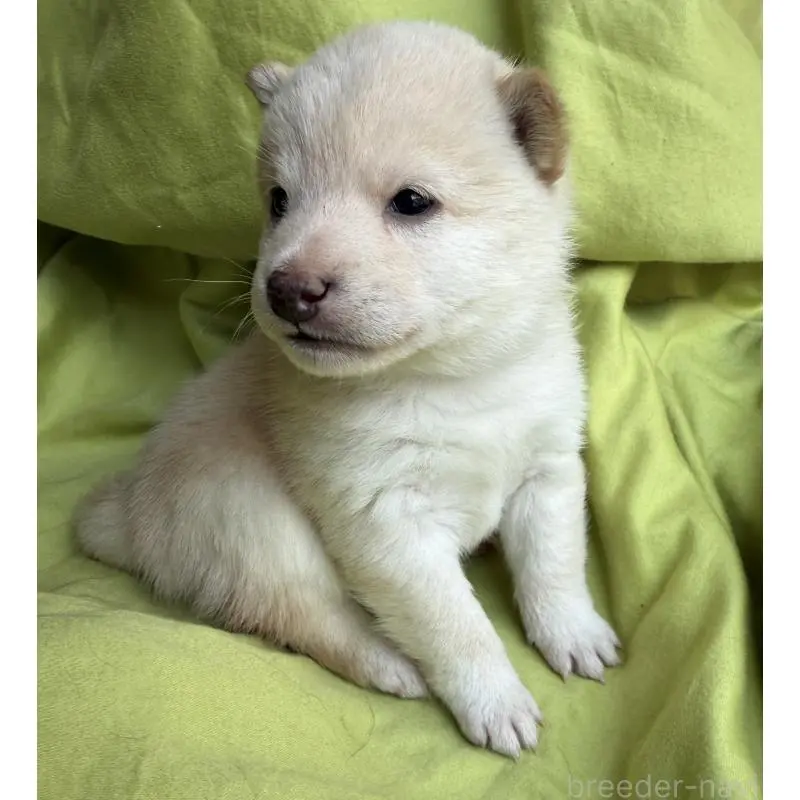 販売中の鹿児島県の豆柴-452026の3枚目