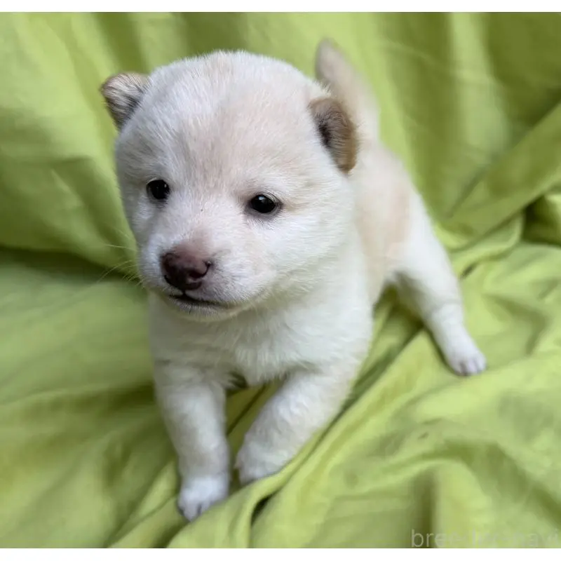 販売中の鹿児島県の豆柴-452026の2枚目