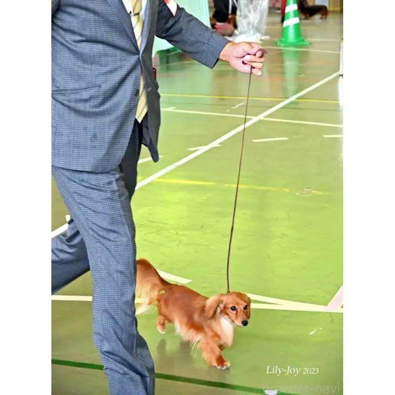 レモンちゃん3枚目