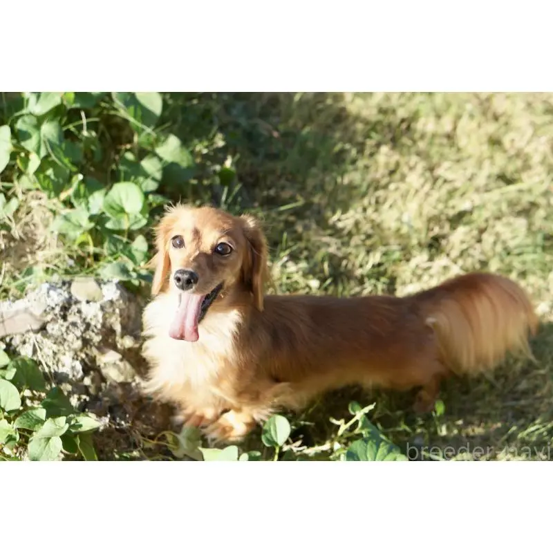 レモンちゃん4枚目