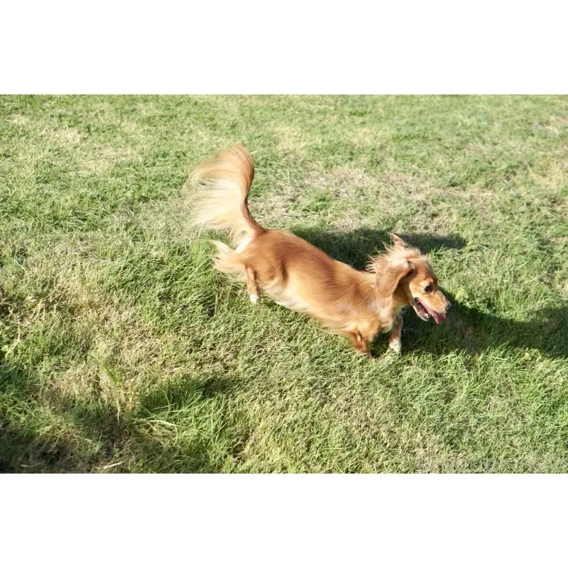 レモンちゃん5枚目