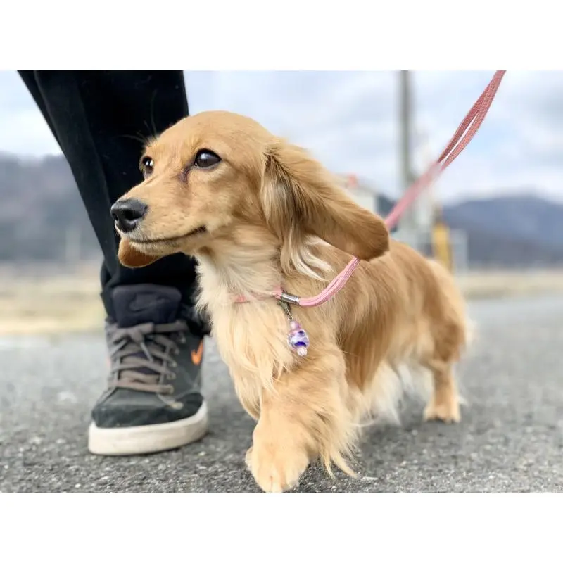 レモンちゃん6枚目