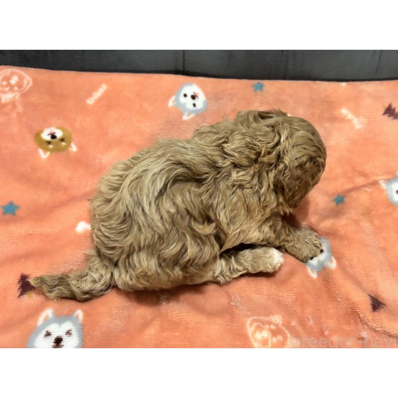 販売中の鹿児島県のマルプー:マルチーズ×トイプードル-452027の8枚目