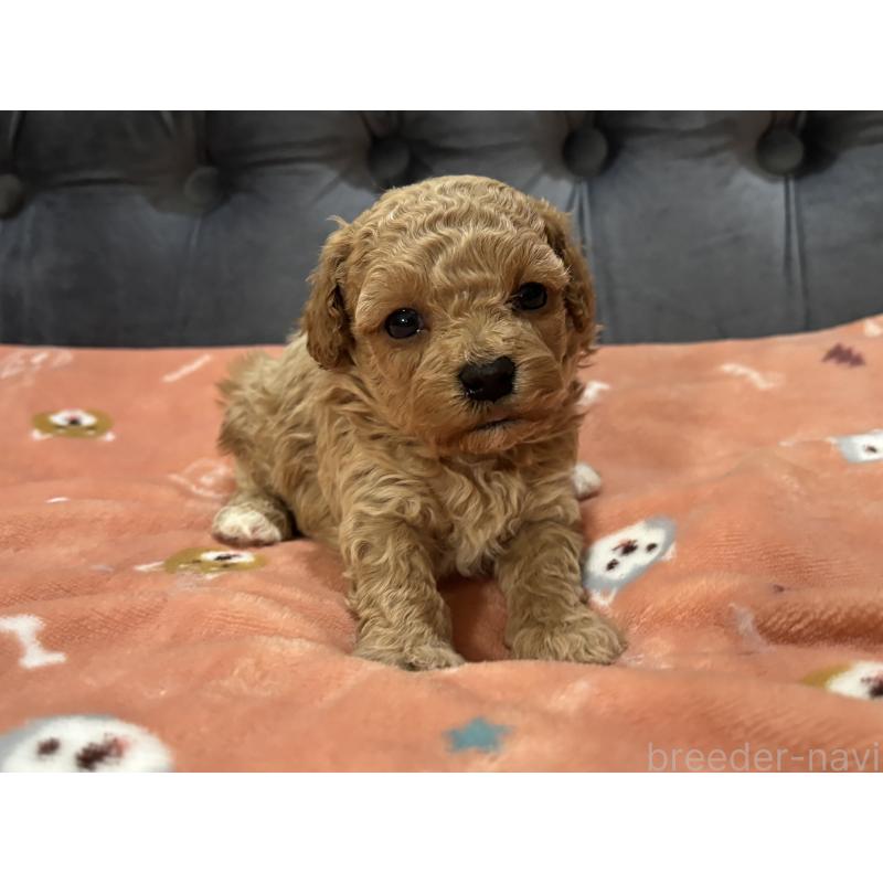 販売中の鹿児島県のマルプー:マルチーズ×トイプードル-452027の5枚目