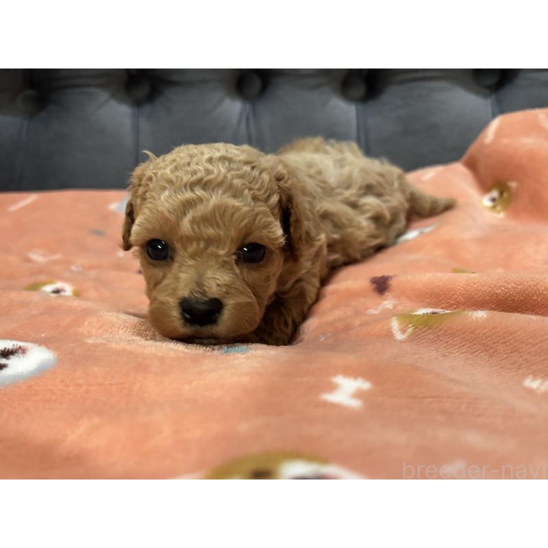 販売中の鹿児島県のマルプー:マルチーズ×トイプードル-452027の4枚目