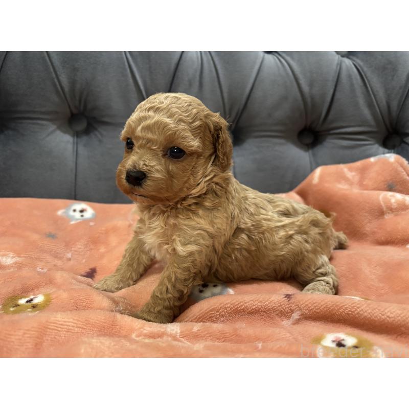 販売中の鹿児島県のマルプー:マルチーズ×トイプードル-452027の3枚目