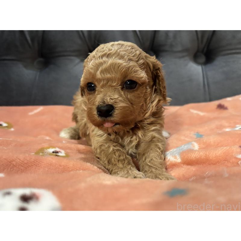 販売中の鹿児島県のマルプー:マルチーズ×トイプードル-452027の2枚目