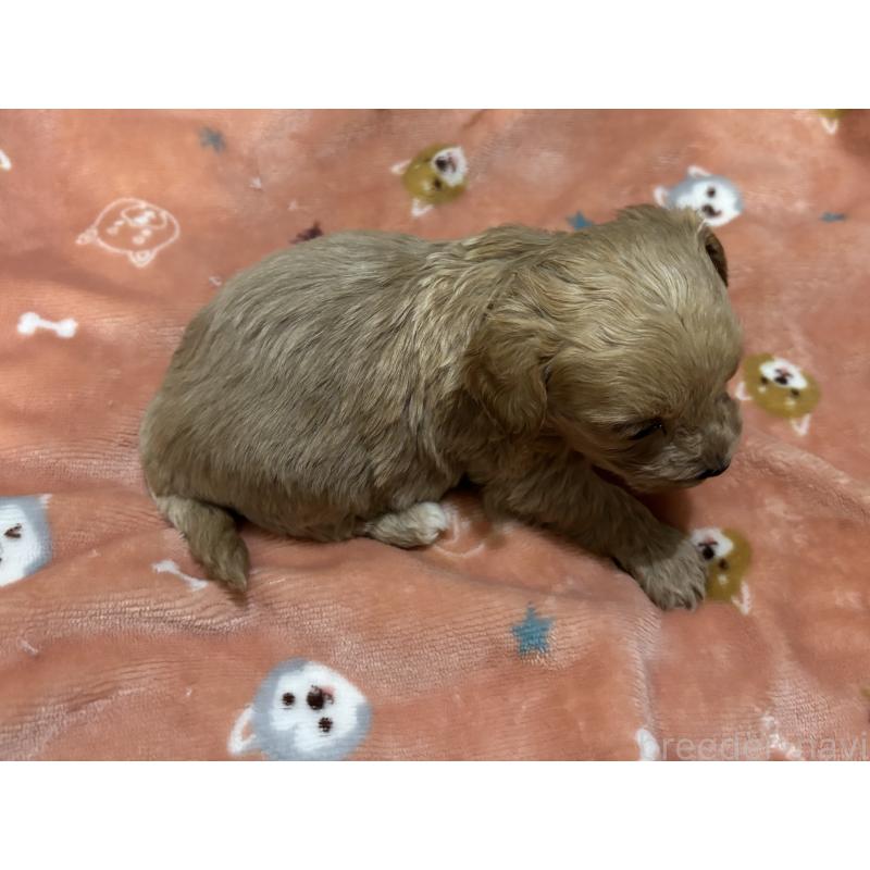 販売中の鹿児島県のマルプー:マルチーズ×トイプードル-452028の9枚目