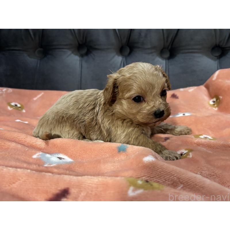 販売中の鹿児島県のマルプー:マルチーズ×トイプードル-452028の8枚目