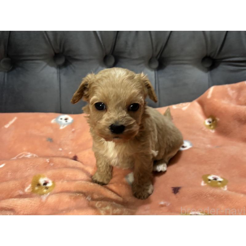 販売中の鹿児島県のマルプー:マルチーズ×トイプードル-452028の7枚目