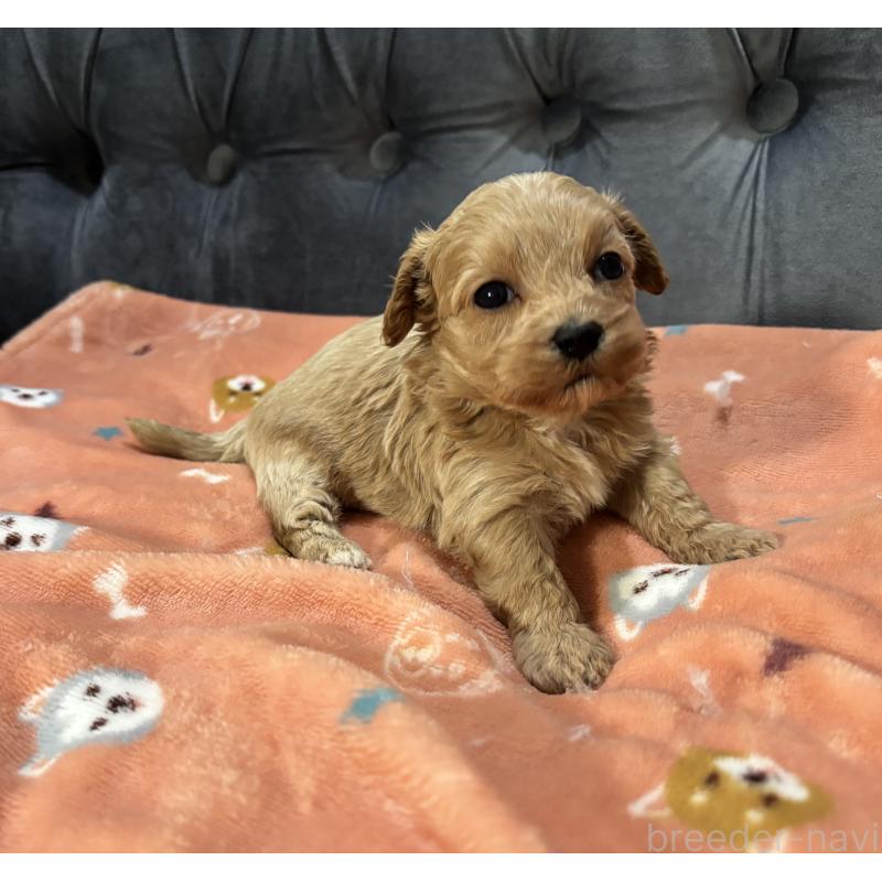 販売中の鹿児島県のマルプー:マルチーズ×トイプードル-452028の5枚目